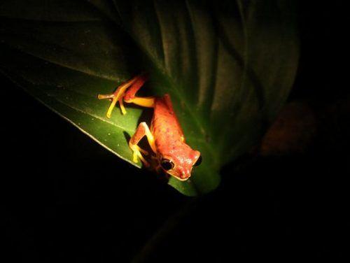 Night Walk Monteverde