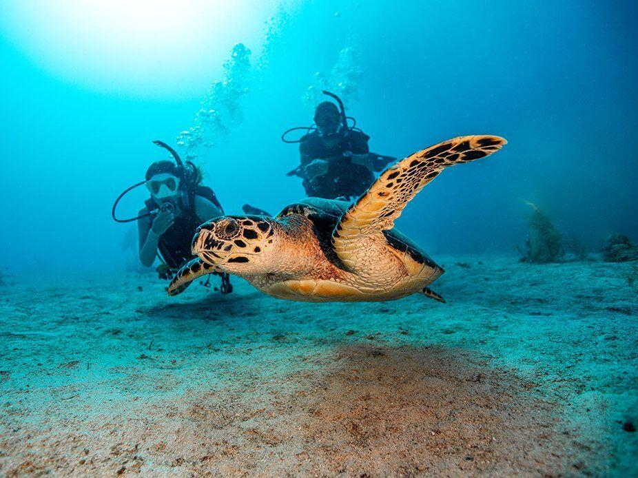 Scuba Diving in Costa Rica