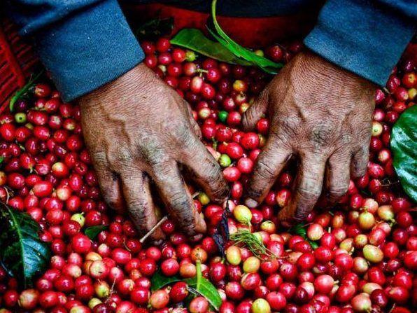 Café Monteverde Coffee Tour