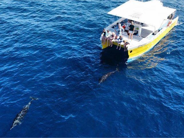 ocean safari 2 in 1