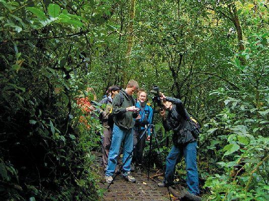 Bird Watching Tour in Monteverde